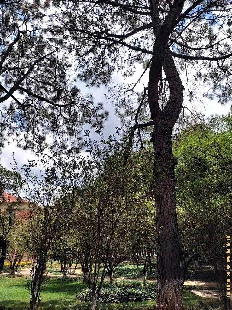 Kunming - Universite du Yunnan (45).jpg